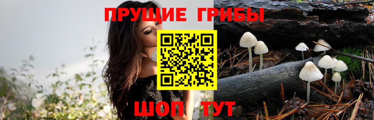 Железноводск  купить наркоту  Вход с VPN  Псилоцибиновые грибы ЛСД  Псилоцибиновые грибы Cubensis 